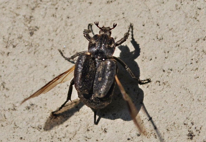 Valgus hemipterus ?